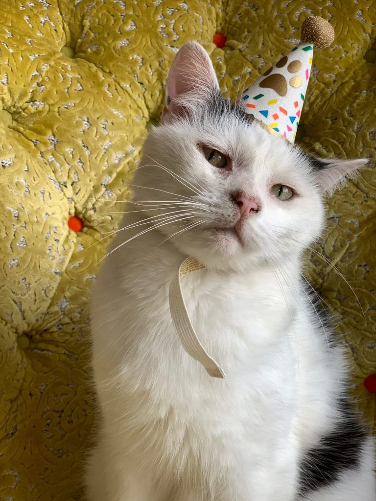 Pawty Party Mini Pet Birthday Hat